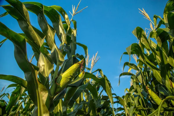 Granja de cultivo de maíz — Foto de Stock