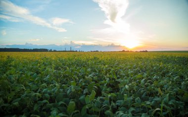 Soya ekimi alanı