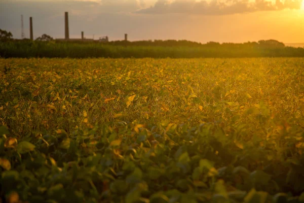 Campo de plantação de soja — Fotografia de Stock