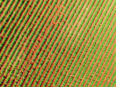 Fıstık hava plantasyon