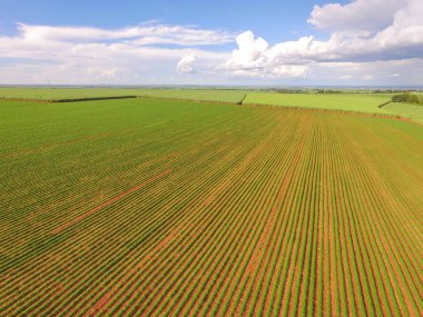 Fıstık hava plantasyon