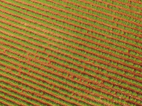 Воздушные плантации арахиса — стоковое фото