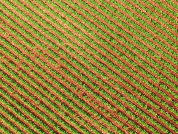땅콩 공중 농장 — 스톡 사진