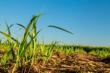Şeker kamışı ekimi sanayi