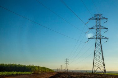 Şeker kamışı ekimi sanayi