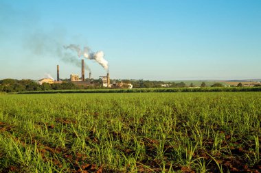 Şeker kamışı ekimi sanayi