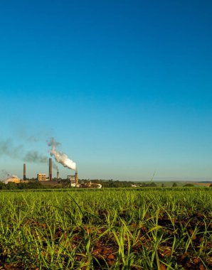 Şeker kamışı ekimi sanayi