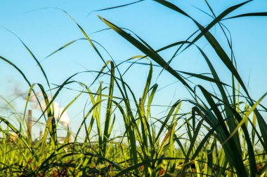 Şeker kamışı ekimi sanayi