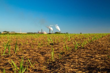 şeker kamışı ekimi alanı