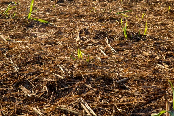 Plantación de caña de azúcar campo — Foto de Stock