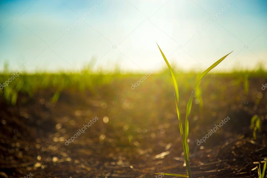 Sugar Cane plantation field