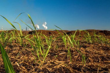 şeker kamışı ekimi alanı