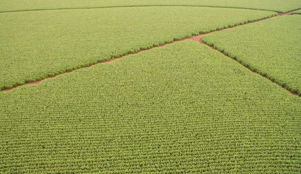 Maisfeld Luftplantage Mais — Stockfoto