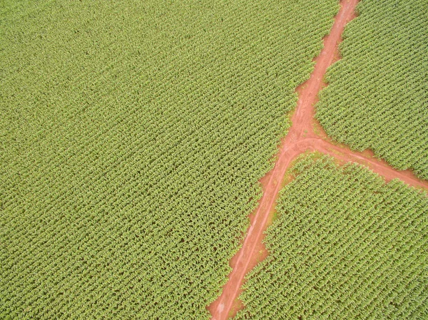 Кукурузные плантации — стоковое фото