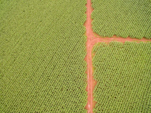 Maíz de plantación aérea de maizal — Foto de Stock