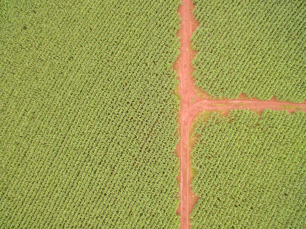 Cornfield aerial plantation corn — Stock Photo, Image