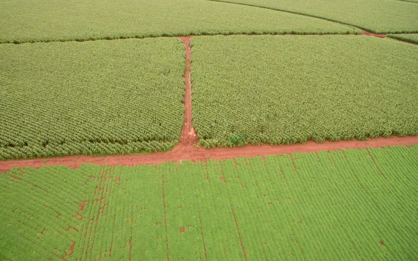 畑空中プランテーション トウモロコシ — ストック写真