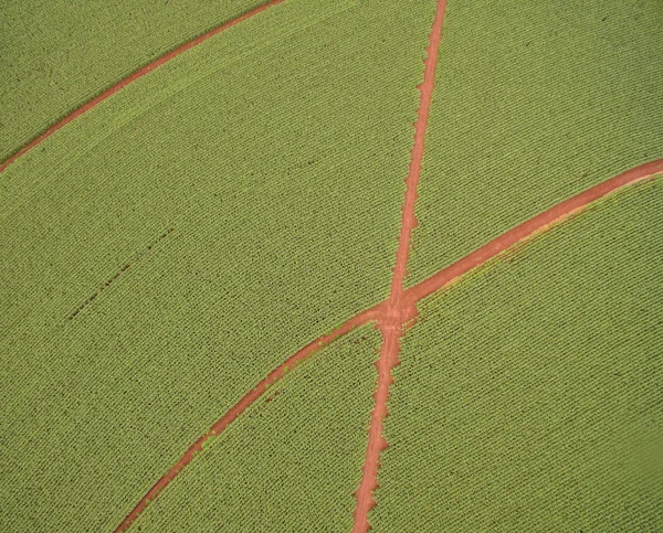 Cornfield aerial plantation corn — Stock Photo, Image