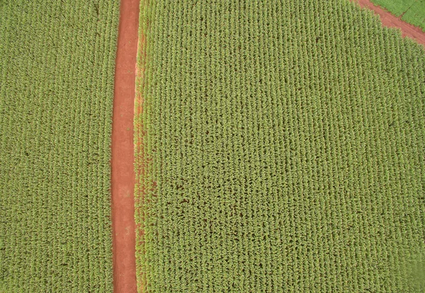 Cornfield aerial plantation corn — Stock Photo, Image