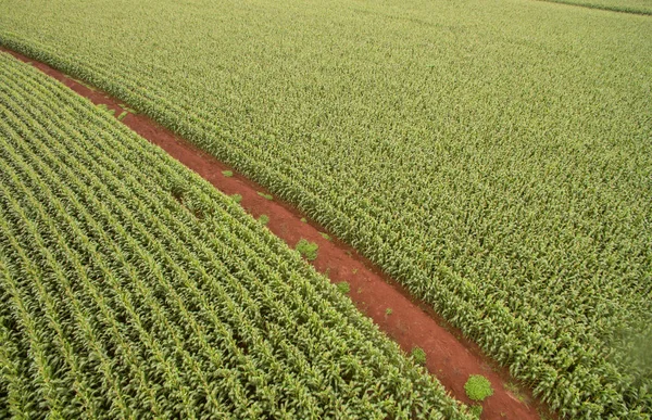 Niwa antenowe plantacji kukurydzy — Zdjęcie stockowe