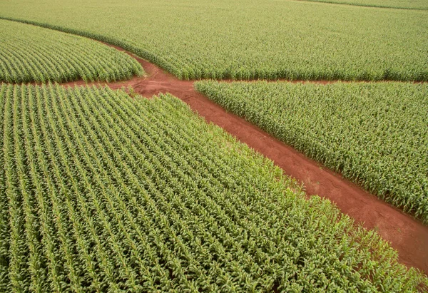 Maisfeld Luftplantage Mais — Stockfoto