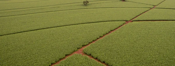 Niwa antenowe plantacji kukurydzy — Zdjęcie stockowe