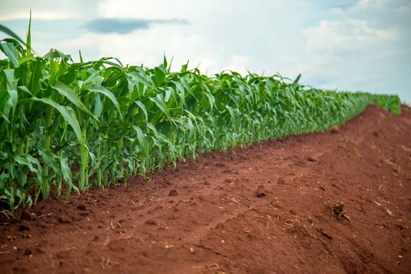 Maïs plantage veld plant — Stockfoto