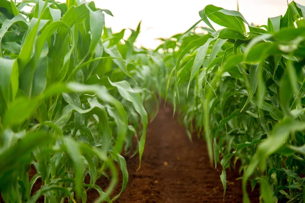 Maïs plantage veld boerderij — Stockfoto