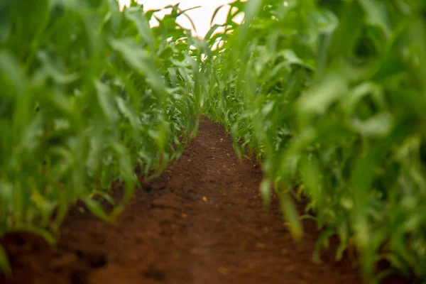 Maïs plantage veld boerderij — Stockfoto