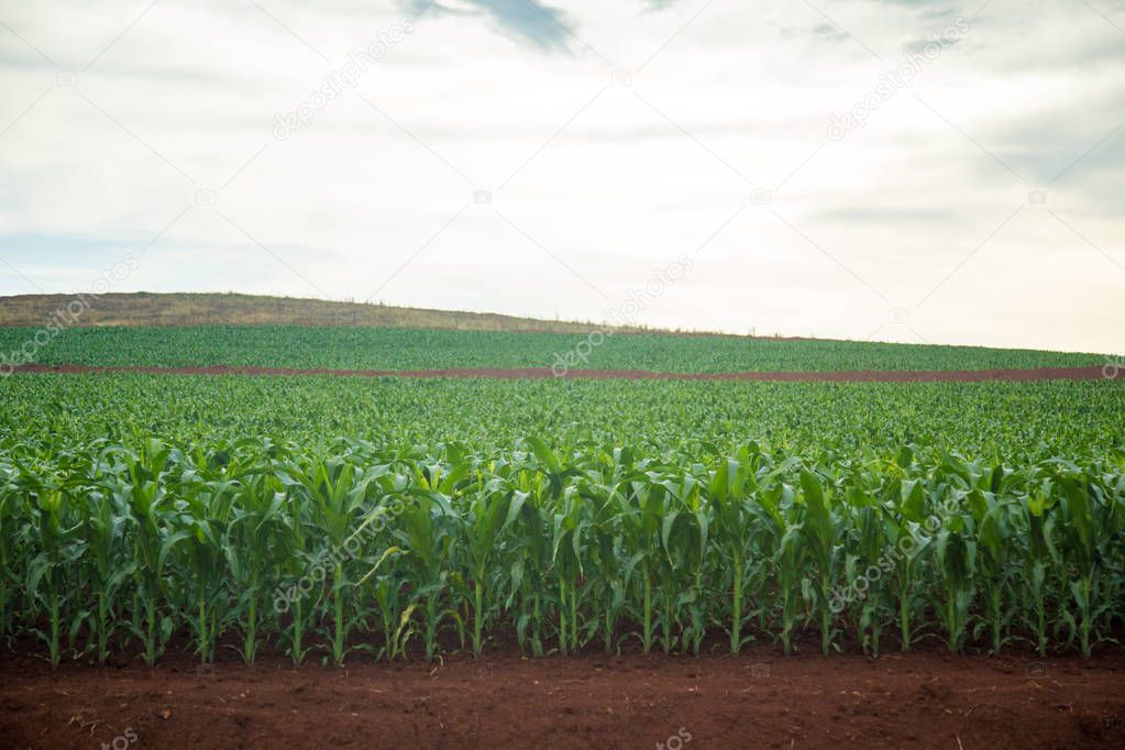 corn plantation field plant