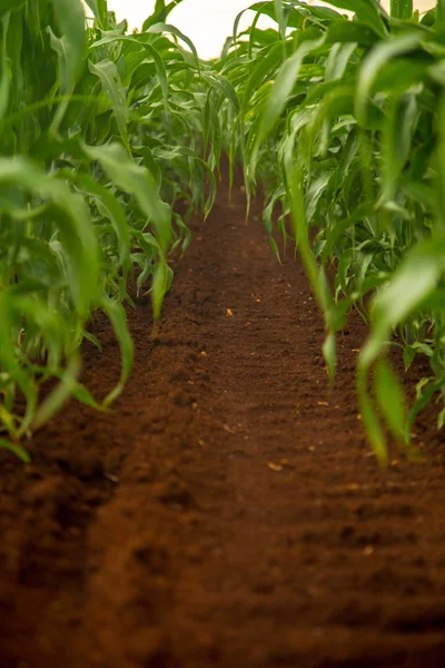 Maïs plantage veld boerderij — Stockfoto