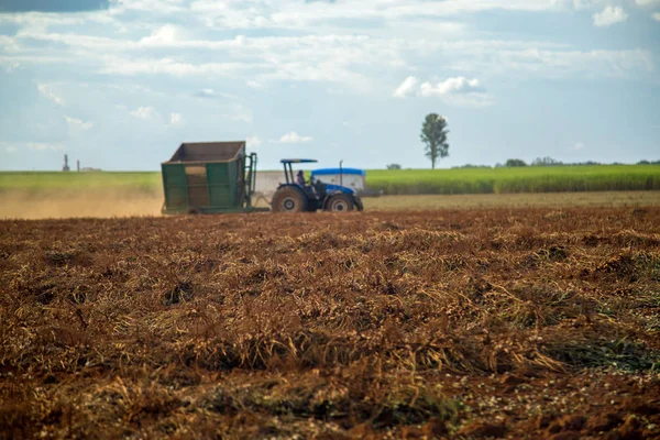 Champ de plantation tracteur arachide — Photo