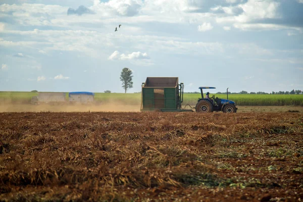 Поле плантації арахісових тракторів — стокове фото