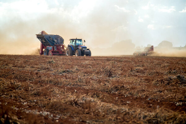 Peanut tractor plantation field 