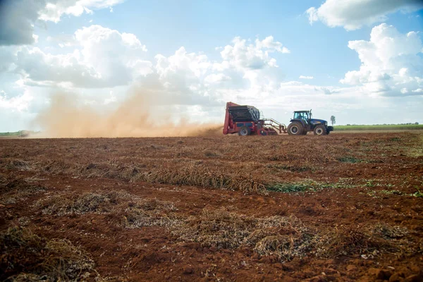 Champ de plantation tracteur arachide — Photo