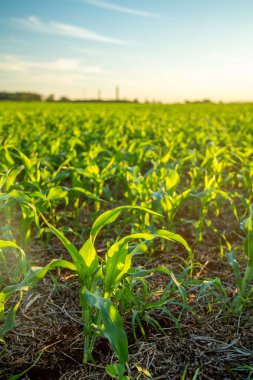 sorgum günbatımı ekimi alanı