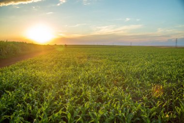 sorgum günbatımı ekimi alanı