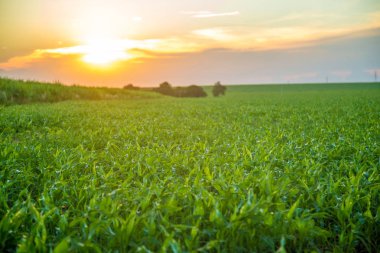 sorgum günbatımı ekimi alanı