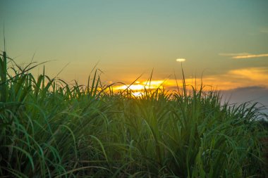 şeker kamışı günbatımı saç ekimi