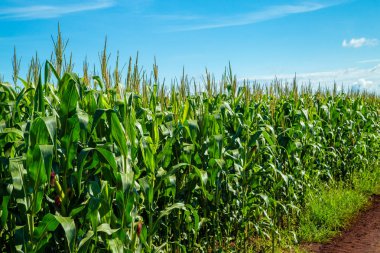 Mısır tarlası plantasyon kırsal tahıl