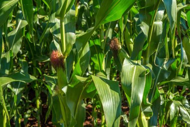 Mısır tarlası plantasyon kırsal tahıl