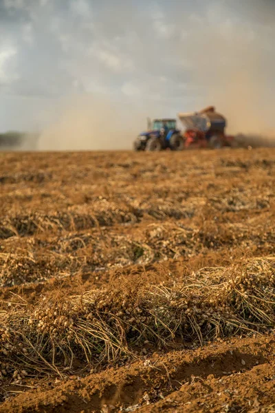 Arašídovou traktor plantáž pole — Stock fotografie