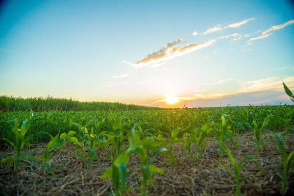 Campo de plantación de sorgo puesta de sol — Foto de Stock