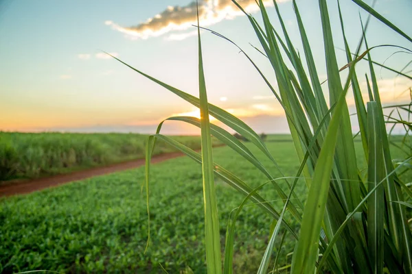 Sockerrör sunset plantation — Stockfoto