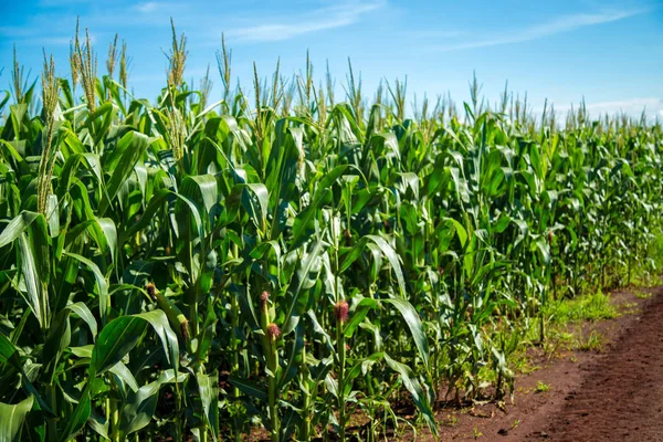 Mısır tarlası plantasyon kırsal tahıl — Stok fotoğraf