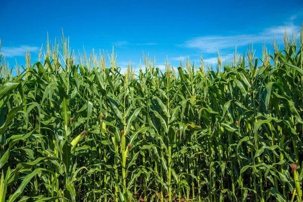 Plantação de milho grão rural — Fotografia de Stock