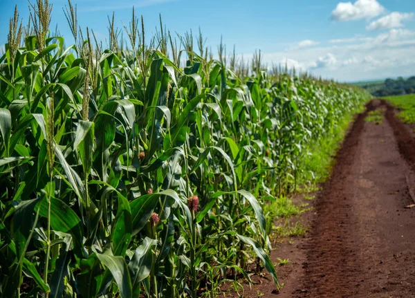 Plantación de maíz grano rural — Foto de Stock