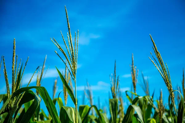 Mısır tarlası plantasyon kırsal tahıl