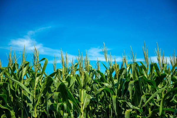 Plantação de milho grão rural — Fotografia de Stock