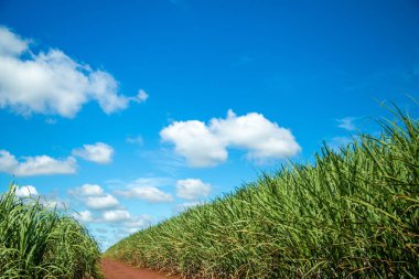 Şeker kamışı ekimi alanı kamışı